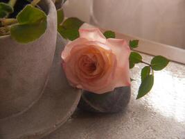 un' fiore seduta su un' tavolo Il prossimo per un' vaso foto