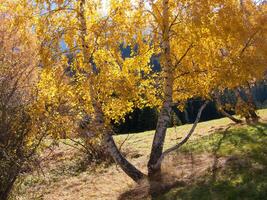 un' campo con un' albero foto