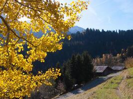 giallo le foglie su albero foto