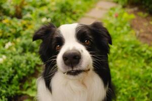 ritratto all'aperto di simpatico cucciolo sorridente border collie seduto sullo sfondo del parco. piccolo cane con faccia buffa nella soleggiata giornata estiva all'aperto. concetto di vita per animali domestici e animali divertenti foto