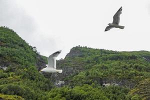 i gabbiani volano attraverso il bellissimo paesaggio del fiordo di montagna in Norvegia.