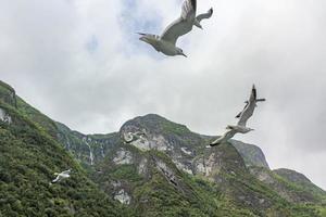 i gabbiani volano attraverso il bellissimo paesaggio del fiordo di montagna in Norvegia.