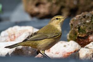 phylloscopus collybita deposto per bere acqua foto