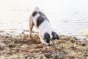 simpatico adorabile cane bichon frise che scava la sabbia in riva al fiume foto