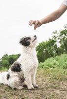 simpatico cane bichon frise seduto sull'erba verde addestramento con il proprietario foto