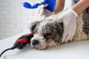 stanco cane bichon frise che viene curato dalla donna con la mano nei guanti a casa foto