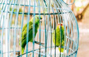 ritratto di Due bellissimo verde pappagalli nel un' gabbia. Due bellissimo e colorato dalla nuca gialla pappagallo nel un' gabbia foto