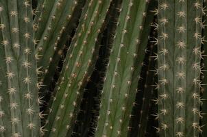 impilati verde cactus con spinoso spine foto