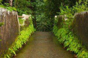 il sentiero è un' ponte nel il foresta con felci in crescita foto