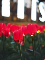 mano fatto tulipano e elettrico leggero lampadina creat per volato leggero fiori celebrare città foto