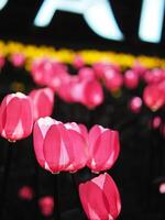 mano fatto tulipano e elettrico leggero lampadina creat per volato leggero fiori celebrare città foto