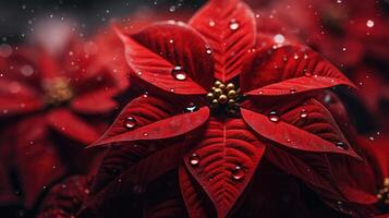 ai generato un' vicino su di bellissimo poinsettia fiori foto