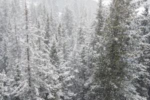 bella vista invernale di una foresta dall'alto. nevica sui pini. scena di natale. Canada foto