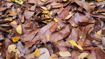 mucchio di foglie secche nella foresta foto