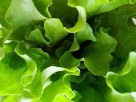 sfondo di insalata di lattuga fresca verde. primo piano delle foglie di lattuga