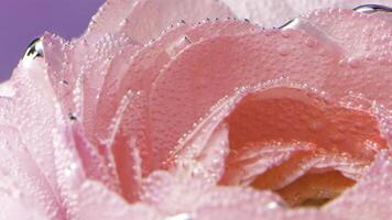 bellissimo ha aperto rosa rosa germoglio con suo petali coperto di minuscolo aria bolle. azione filmato. fioritura rosa rosa fiore sott'acqua, concetto di romanza. foto