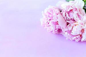 bella rosa a forma di pione rosa. bouquet di rose ad arbusto su sfondo rosa. copia spazio. foto