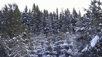 bellissimo foresta con Natale alberi su inverno giorno. clip. camminare attraverso abete rosso foresta nel inverno. neve su conifero alberi nel foresta su inverno giorno foto