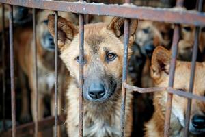 ai generato vicino su triste grande cani catturato nel gabbia. generativo ai foto