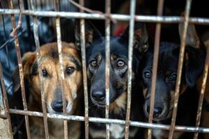 ai generato vicino su triste grande cani catturato nel gabbia. generativo ai foto