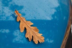 chiudere la foglia di quercia autunnale caduta sul cofano di un'auto blu con gocce di pioggia foto