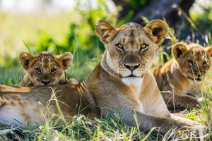 ai generato leonessa e giovane Leone cucciolo. natura animale all'aperto su suo naturale habitat. ai generativo foto