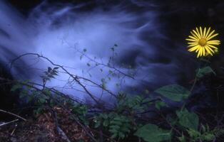 un' giallo fiore nel davanti di un' cascata foto