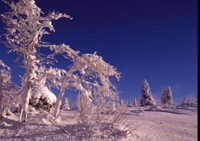 un' nevoso paesaggio con alberi e blu cielo foto