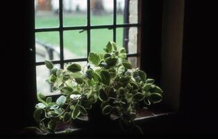 un' pianta nel un' finestra foto