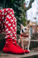 ai generato peloso san valentino cani festeggiare amore con cuori foto