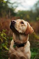 ai generato petalo giocare bellissimo primavera bandiera cattura il gioia di un' contento cane foto