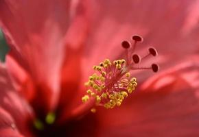 primo piano del fiore di ibisco rosso foto