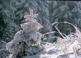 un' neve coperto pino albero nel il montagne foto