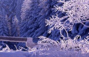 un' panchina è coperto nel neve e alberi foto