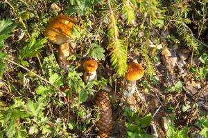 funghi bianchi. famiglia di funghi nell'erba nella foresta. funghi commestibili di bosco.