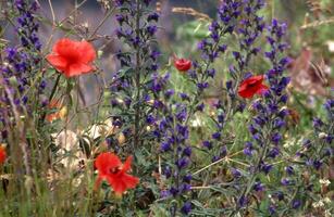 un' campo di rosso e viola fiori con un' blu farfalla foto