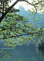 un' albero con le foglie foto