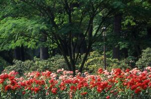 un' parco con un' lotto di rosso fiori foto