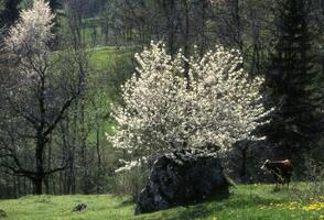 un' mucca e un' albero nel un' campo foto