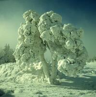 un' neve coperto albero nel il mezzo di un' campo foto