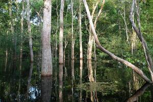 allagato foresta lungo il rio negro, Manaus, Amazonas stato, brasile foto