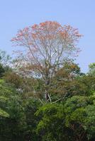 amazon tropicale pioggia foresta con rosa ipe albero, tabebuia vabbè, madre de dios fiume, manu nazionale parco, peruviano amazzone, Perù foto