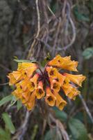 fioritura bomarea sanguinera fiore, tropicale nube foresta, manu nazionale parco, Perù foto