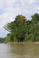 amazon tropicale pioggia foresta lungo il rio Colorado, peruviano amazzone, Perù foto