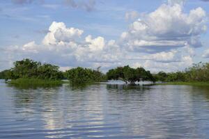 allagato foresta su il abacassi fiume, un amazon affluente, Amazonas stato, brasile foto