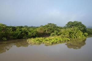 allagato foresta pluviale alberi, Amazonas stato, brasile foto