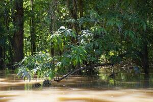 alberi nel il allagato foresta, Amazonas stato, brasile foto