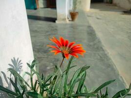 arancia gazania fiore giardinaggio foto