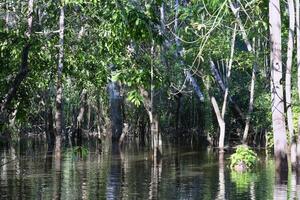 allagato foresta pluviale alberi, Amazonas stato, brasile foto