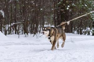 slitta cane skijoring. rauco slitta cane Tirare cane musher. sport campionato concorrenza. foto